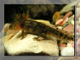 Salamandra salamandra - mlok skvrnitý