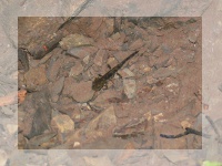 Larva salamandra salamandra